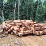 Dugaan Ilegal Logging Terungkap di Ketapang IMG-20250908-WA0032